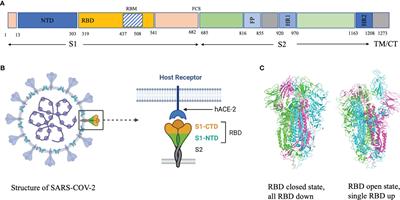 Frontiers | Broadly-Neutralizing Antibodies Against Emerging SARS-CoV-2 ...