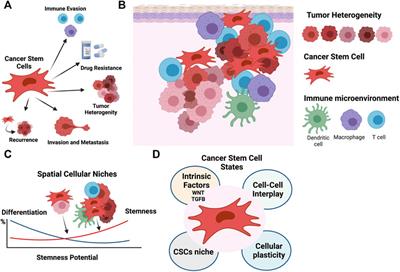 Frontiers | Uncovering Pharmacological Opportunities for Cancer Stem ...