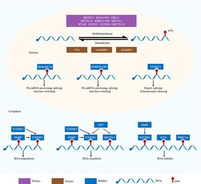 Frontiers | Role of N6-Methyladenosine (m6A) Methylation Regulators in ...