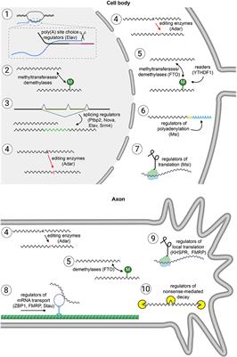 Frontiers The Fine Art Of Writing A Message Rna Metabolism In The Shaping And Remodeling Of The Nervous System Molecular Neuroscience