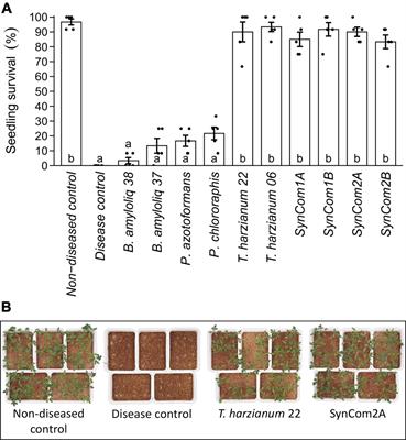 Frontiers Microbial Consortia For Effective Biocontrol Of Root And Foliar Diseases In Tomato Plant Science