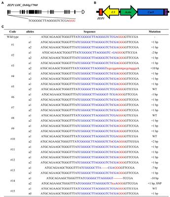 Concurrent Disruption Of Genetic Interference And Increase Of Genetic Recombination Frequency In Hybrid Rice Using Crispr Cas9 Frontiers