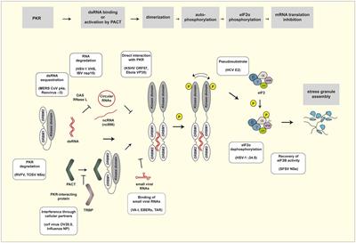 Inhibition of HIV-1 Replication and Activation of RNase L by