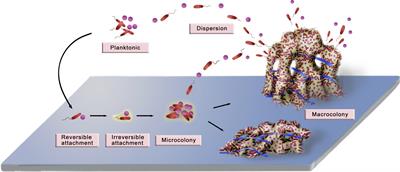 Formation Development And Cross Species Interactions In Biofilms Microbiology Frontiers