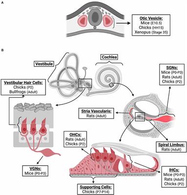 Frontiers | Molecular and Clinical Significance of Fibroblast Growth ...