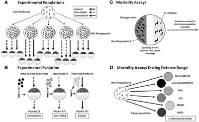 Frontiers | Antagonistic Coevolution Limits the Range of Host Defense ...