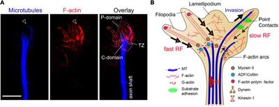 PDF) A directional 3D neurite outgrowth model for studying motor axon  biology and disease