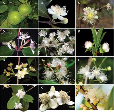 Frontiers | Phylogenetic Relationships Within the Hyper-Diverse Genus ...