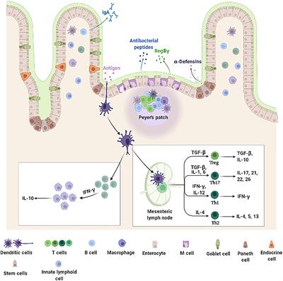 Frontiers | The Functional Role of Lactoferrin in Intestine Mucosal ...