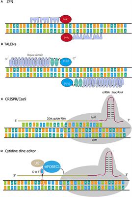 Gene Therapy For Cardiovascular Disease Basic Research And Clinical Prospects Cardiovascular Medicine Frontiers