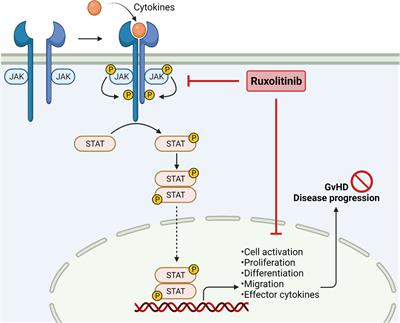 Frontiers | Kinase Inhibition as Treatment for Acute and Chronic Graft ...