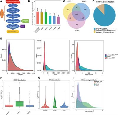 Frontiers | Characterization of XR_311113.2 as a MicroRNA Sponge for ...