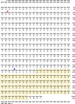 Frontiers | Critical Roles of Spätzle5 in Antimicrobial Peptide ...