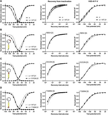 Differential Effects of R(-)-Mexiletine(-) mexiletine on Cloned Neuronal  and Cardiac Sodium Channel ? Subunits