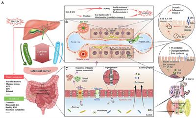 Frontiers | Gut Microbiome-Mediated Alteration of Immunity ...