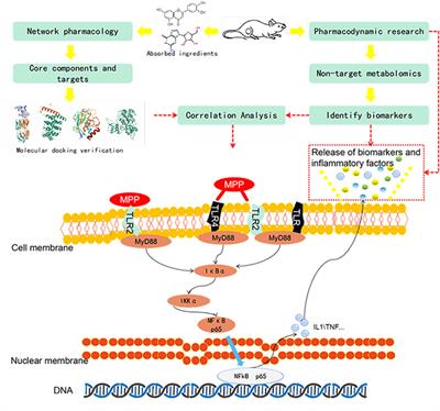 a study based on metabolomics network pharmacology and experimental verification to explore the mechanism of qinbaiqingfei concentrated pills in the treatment of mycoplasma pneumonia pharmacology frontiers