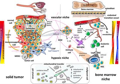 Frontiers Deciphering Comprehensive Features Of Tumor