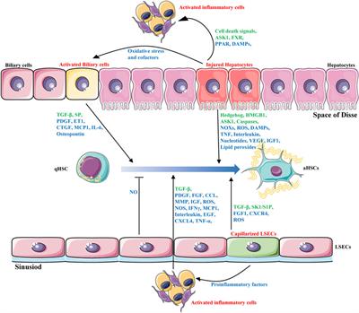 Frontiers | Novel Therapeutic Targets in Liver Fibrosis