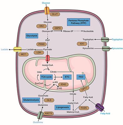 Frontiers | The Importance of Cellular Metabolic Pathways in ...