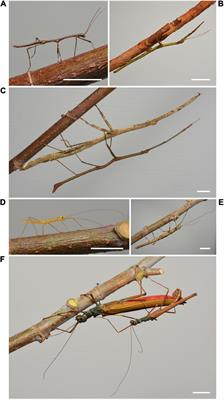Black-and-Red Stick Insect, Phasmid