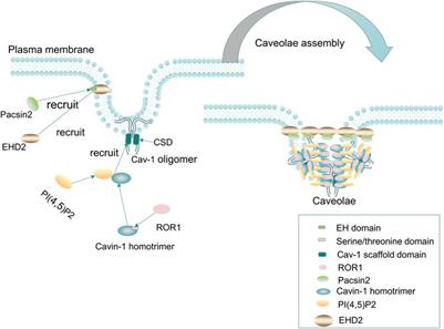 Role of caveolin-1 in regulation of inflammation: Different
