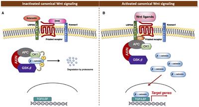 Frontiers | The Role of Wnt Signaling in Postnatal Tooth Root Development