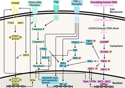 Frontiers | Recent Progress in Interferon Therapy for Myeloid Malignancies