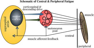 PDF) A test of brain electrical source analysis (BESA): A simulation study