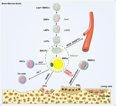 Frontiers | Bone Marrow Adipocytes: A Critical Player in the Bone ...