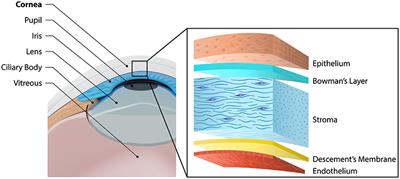 Frontiers | Artificial Cornea: Past, Current, and Future Directions