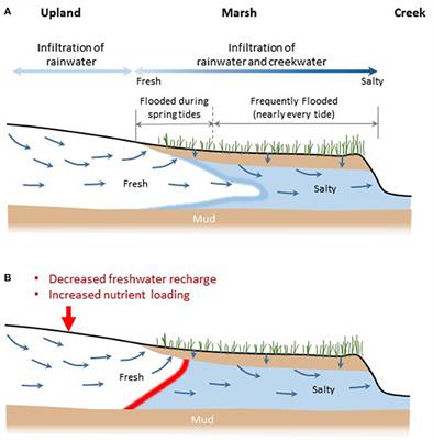 Frontiers | Salt Marshes as Groundwater Buffers for Development: A ...