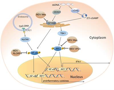 Frontiers | The Evasion of Antiviral Innate Immunity by Chicken DNA Viruses