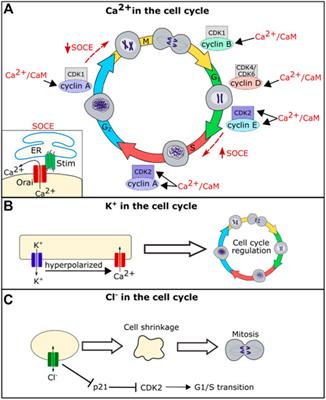 Frontiers | Mechanisms Underlying Influence of Bioelectricity in ...