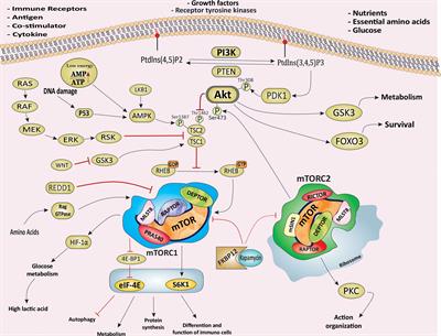 Frontiers | mTOR-Mediated Regulation of Immune Responses in Cancer and ...