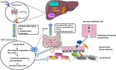 Frontiers | Gut Microbiota Targeted Approach in the Management of ...