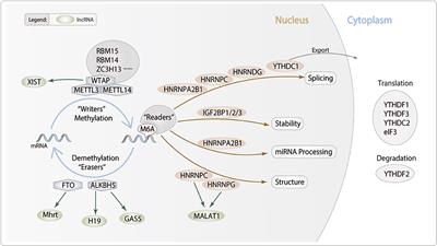 Frontiers | Role of N6-methyladenosine Modification in Cardiac Remodeling