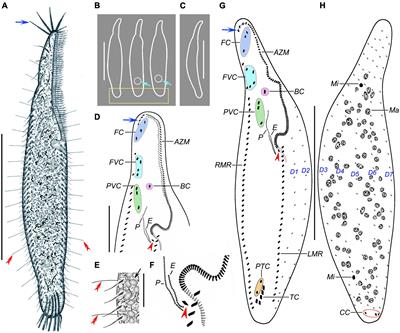 Frontiers | Multi-Gene Phylogeny of the Ciliate Genus Trachelostyla ...