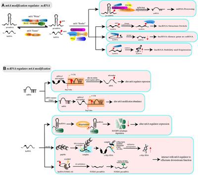 Characterization of long noncoding RNA and messenger RNA signatures in  melanoma tumorigenesis and metastasis