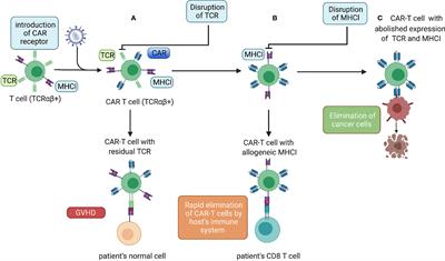 Frontiers | Strategies to Circumvent the Side-Effects of Immunotherapy ...