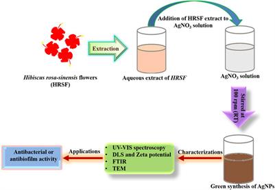 Frontiers | Fabrication of Microbicidal Silver Nanoparticles: Green ...