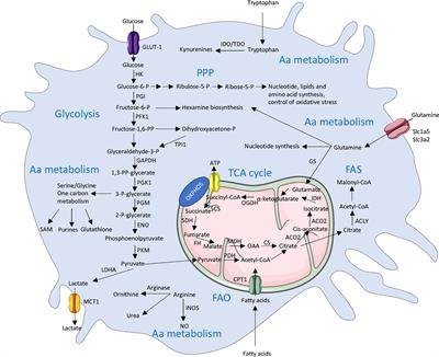 Frontiers | Modulation of Macrophage Immunometabolism: A New Approach ...