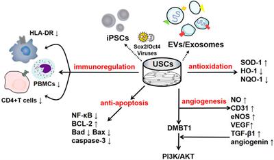 Frontiers | A Comprehensive Review of the Therapeutic Value of Urine ...