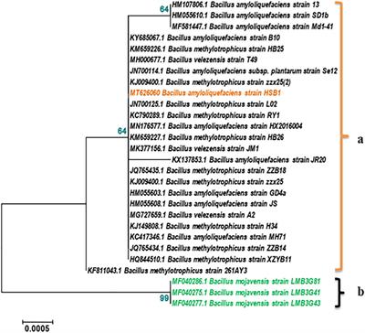 A Rhizosphere-Derived Consortium of Bacillus subtilis and