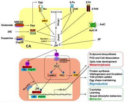 Frontiers | Juvenile Hormone Studies in Drosophila melanogaster