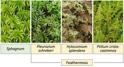 Researchers develop new method to analyze proteins in ecologically  significant moss