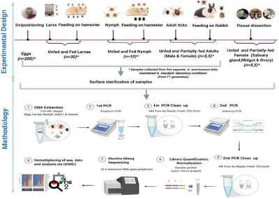 Frontiers  Multiple Ehrlichia chaffeensis genes critical for persistent  infection in a vertebrate host are identified as nonessential for its  growth in the tick vector; Amblyomma americanum