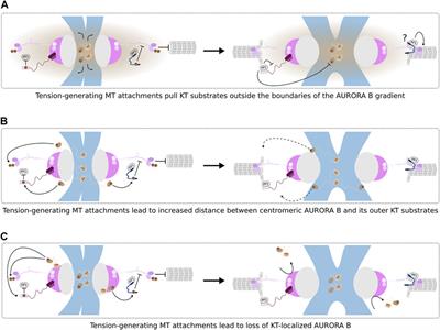 Frontiers The Role Of Mitotic Kinases And The Rzz Complex In Kinetochore Microtubule Attachments Doing The Right Link