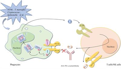 Autoantibodies against type I IFNs in patients with life