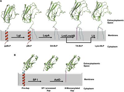 Structural basis of lipoprotein recognition by the bacterial Lol