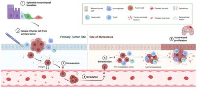 Frontiers | Anesthesia Techniques and Long-Term Oncological Outcomes